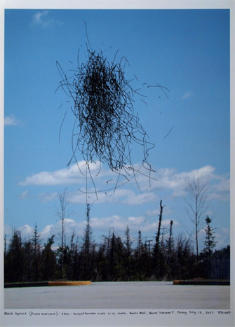 Black Spruce...2 hrs...Barre, Vermont...2007 (18x13")