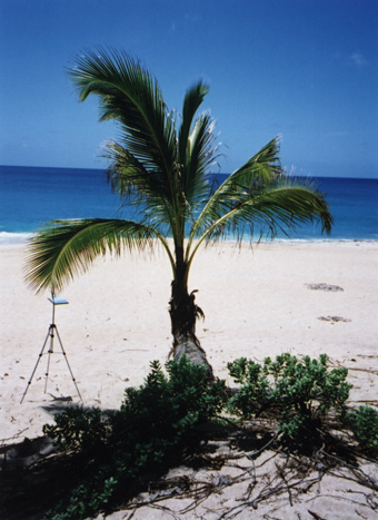 Coconut Palm (Cocos nucifera) Pupukea, North Shore, Oahu 2003