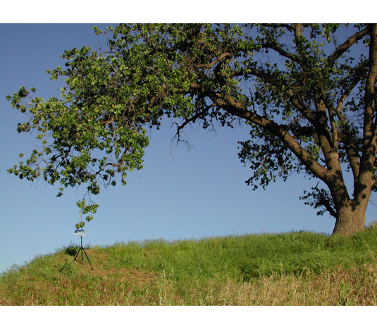 Valley Oak (Quercus lobata) Valencia 2003