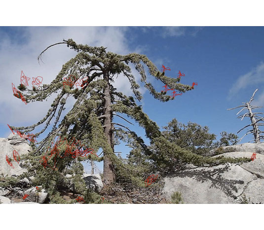 Limber Pine w/tracking trails. Digital video still. Oct 2009