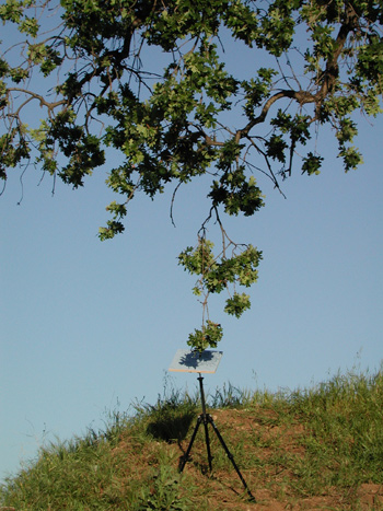Valley Oak (Quercus lobata) Valencia 2003