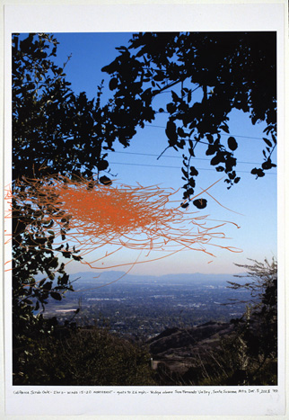 California Scrub Oak...winds 15-20...2005 (19x13")